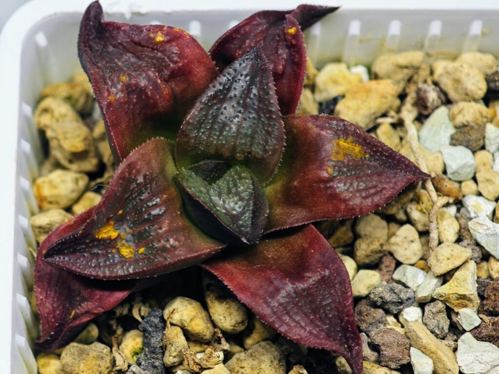 Haworthia Seedling S43 - 14