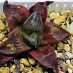Haworthia Seedling S43 - 14