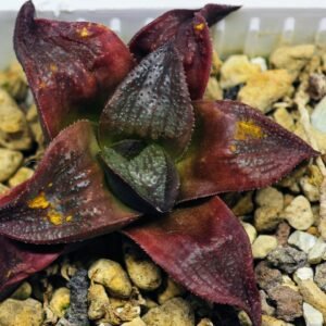 Haworthia Seedling S43 - 14