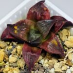 Haworthia Seedling S43 - 15