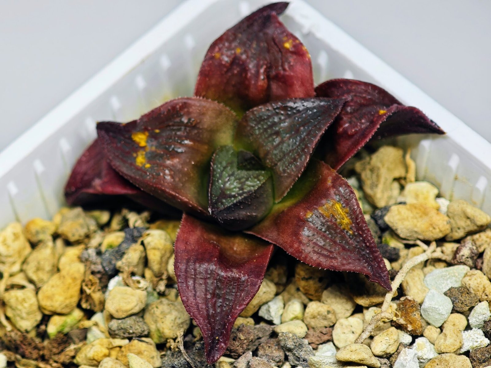 Haworthia Seedling S43 - 15