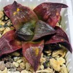 Haworthia Seedling S43 - 16