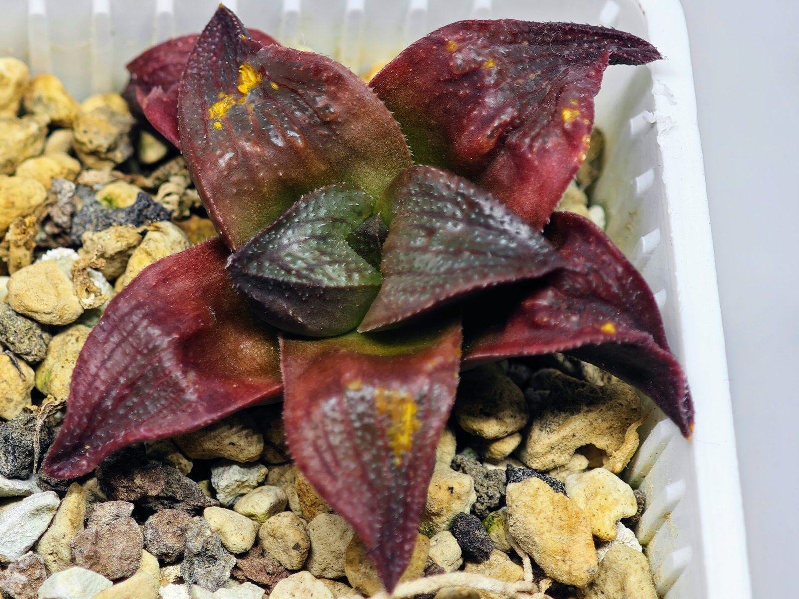Haworthia Seedling S43 - 16