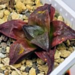 Haworthia Seedling S43 - 17