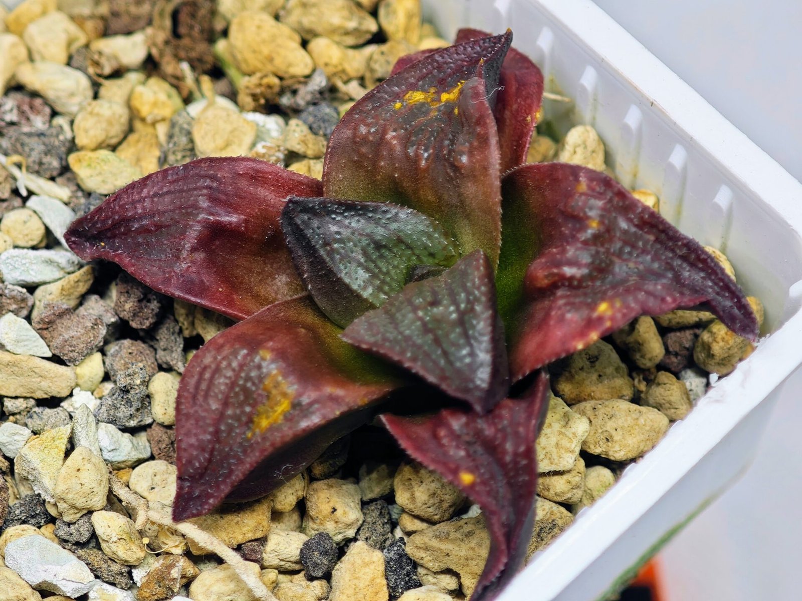 Haworthia Seedling S43 - 17