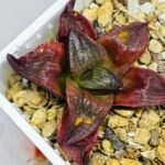 Haworthia Seedling S43 - 8