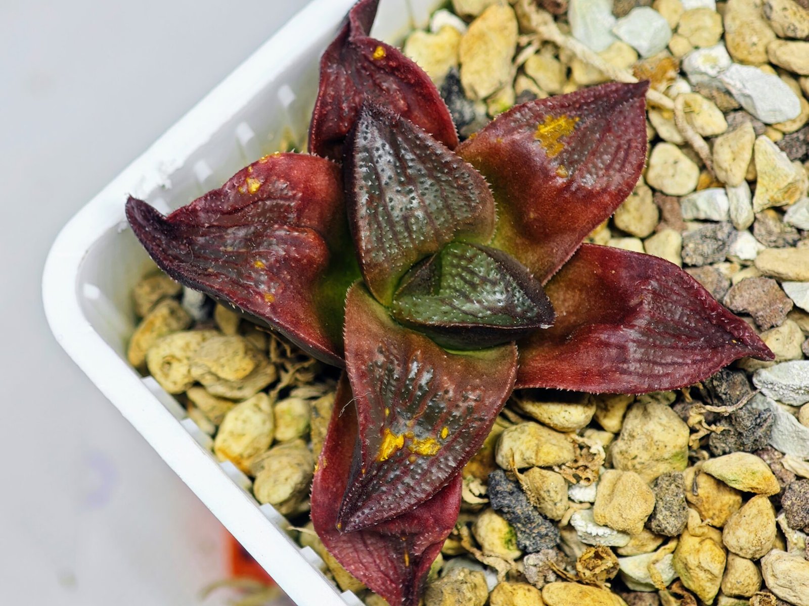 Haworthia Seedling S43 - 8