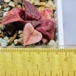 Haworthia Seedling S47 - 12