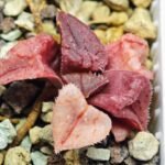 Haworthia Seedling S47 - 13