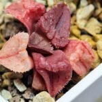 Haworthia Seedling S47 - 14