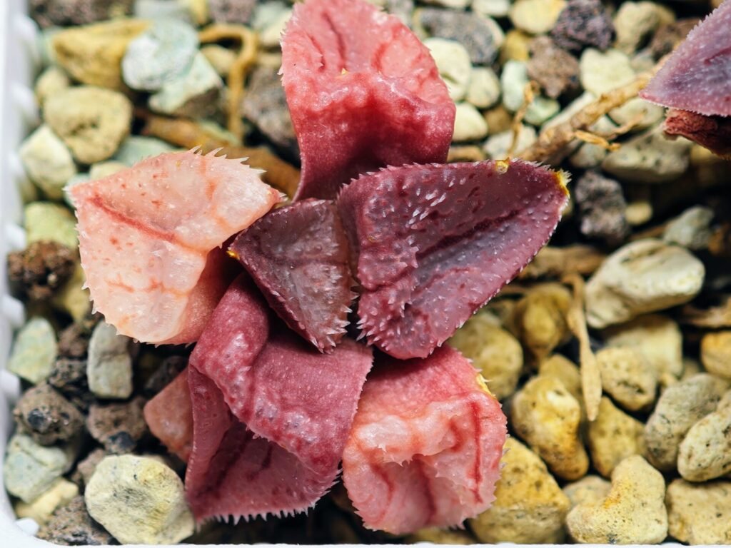Haworthia Seedling S47 - 15