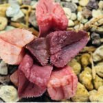 Haworthia Seedling S47 - 15