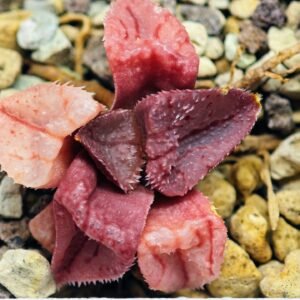 Haworthia Seedling S47 - 15