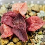 Haworthia Seedling S47 - 17