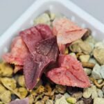 Haworthia Seedling S47 - 18