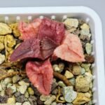 Haworthia Seedling S47 - 19