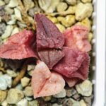 Haworthia Seedling S47 - 11