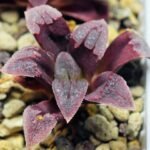 Haworthia Seedling S48 Pygmaea - 10