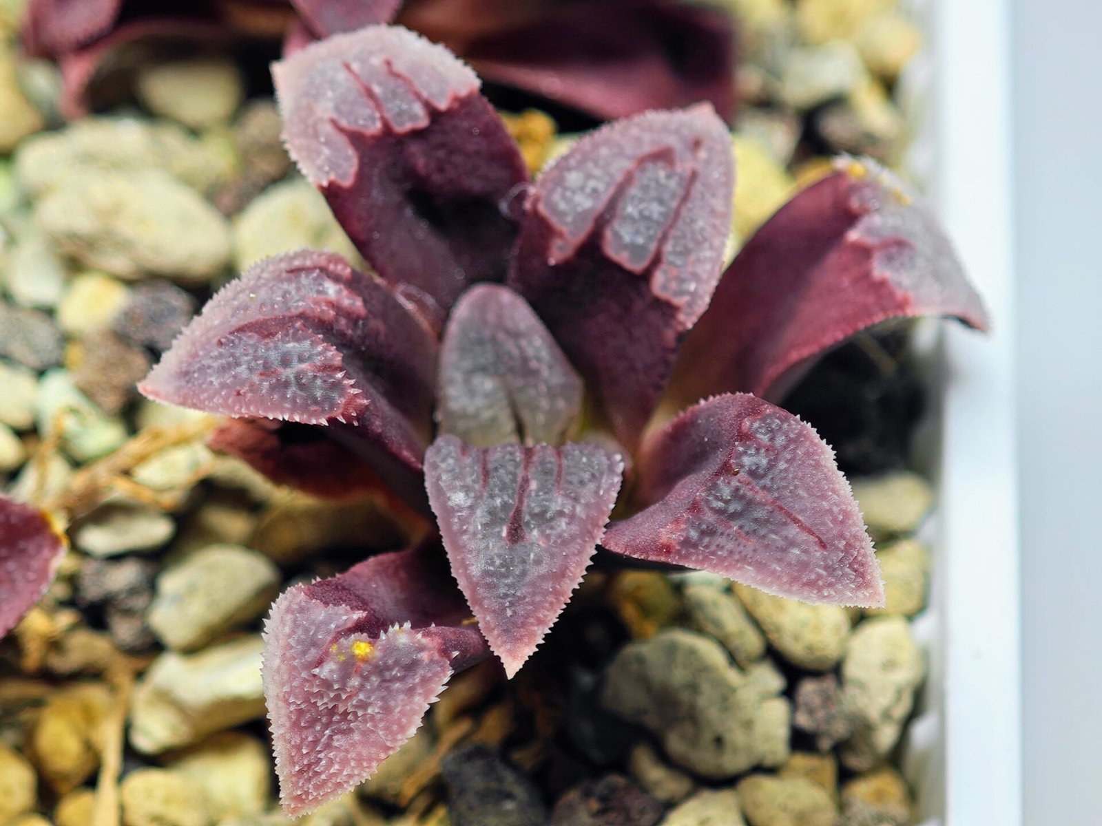 Haworthia Seedling S48 Pygmaea - 10