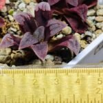 Haworthia Seedling S48 Pygmaea - 11