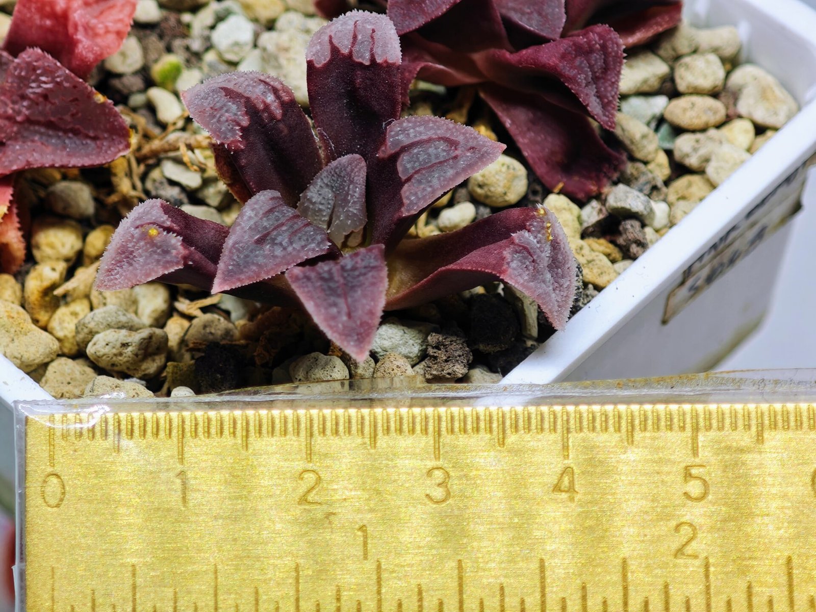 Haworthia Seedling S48 Pygmaea - 11