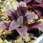 Haworthia Seedling S48 Pygmaea - 12