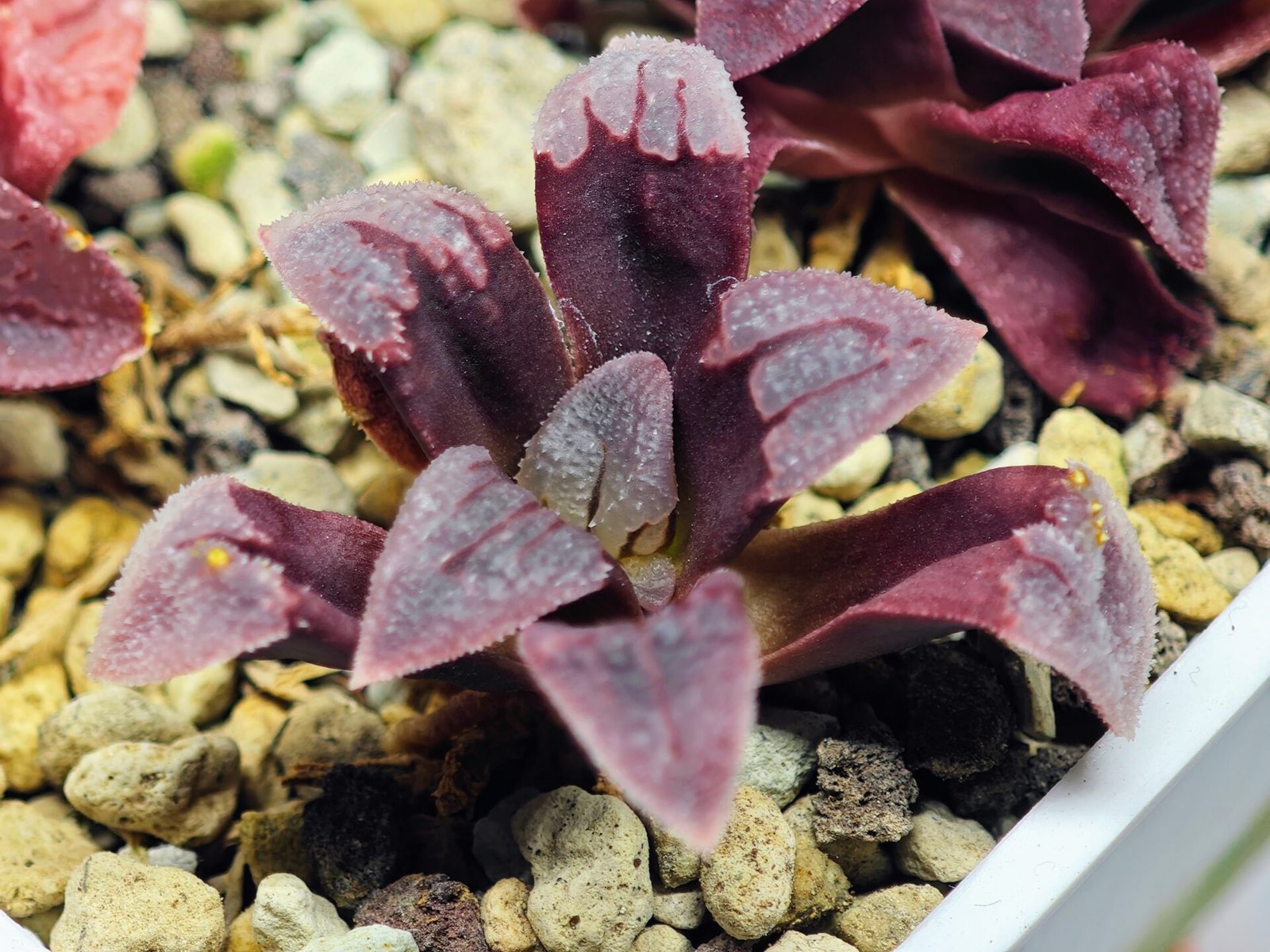 Haworthia Seedling S48 Pygmaea - 12