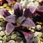 Haworthia Seedling S48 Pygmaea - 13