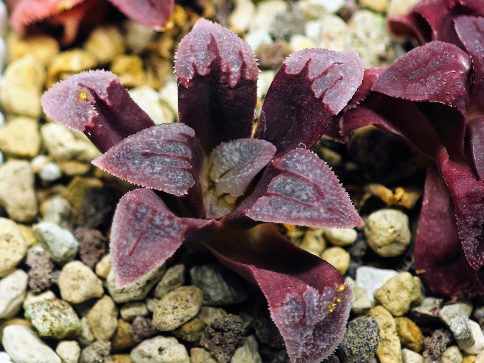 Haworthia Seedling S48 Pygmaea - 13