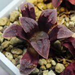 Haworthia Seedling S48 Pygmaea - 14