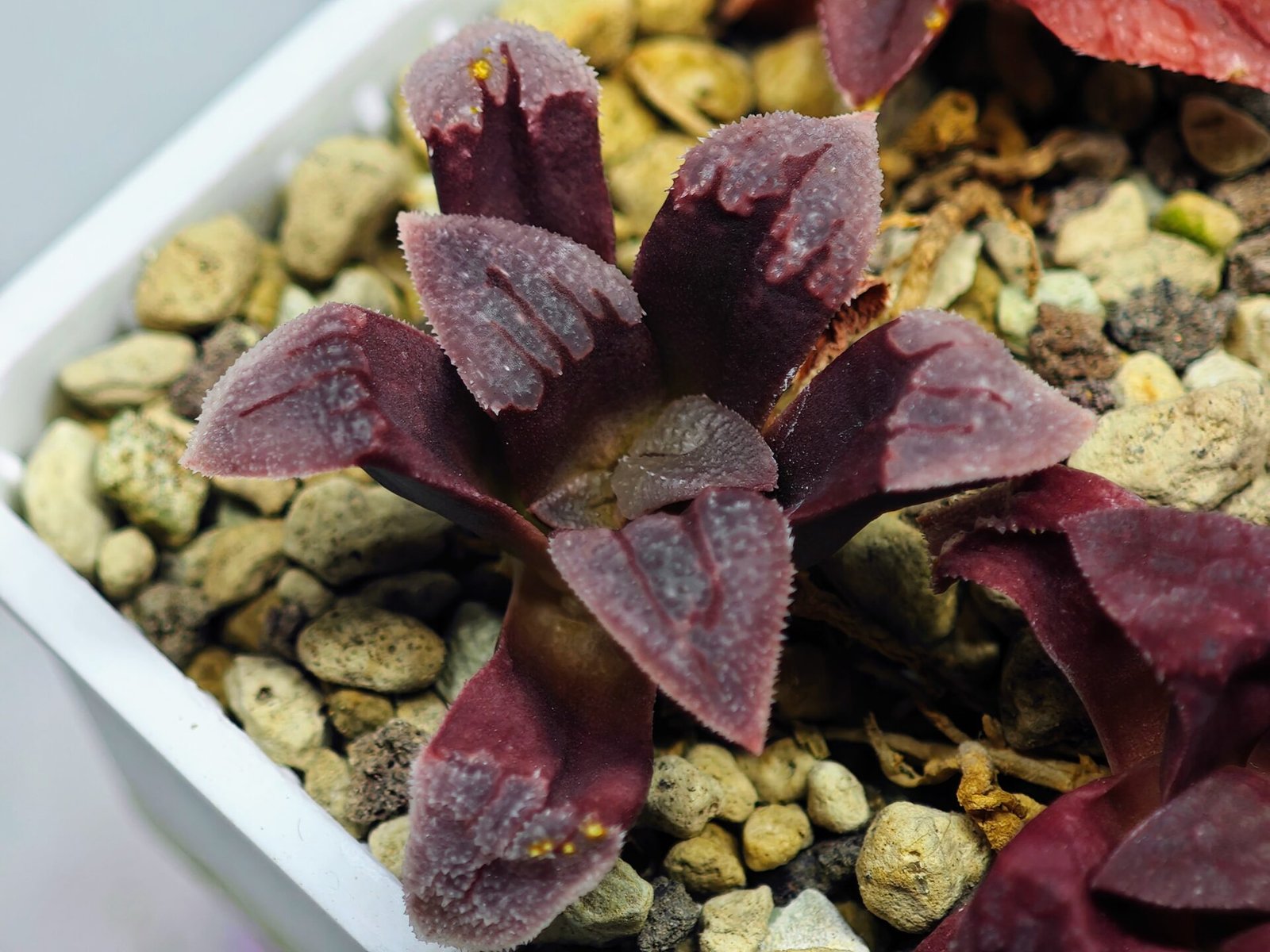 Haworthia Seedling S48 Pygmaea - 14