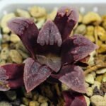 Haworthia Seedling S48 Pygmaea - 15