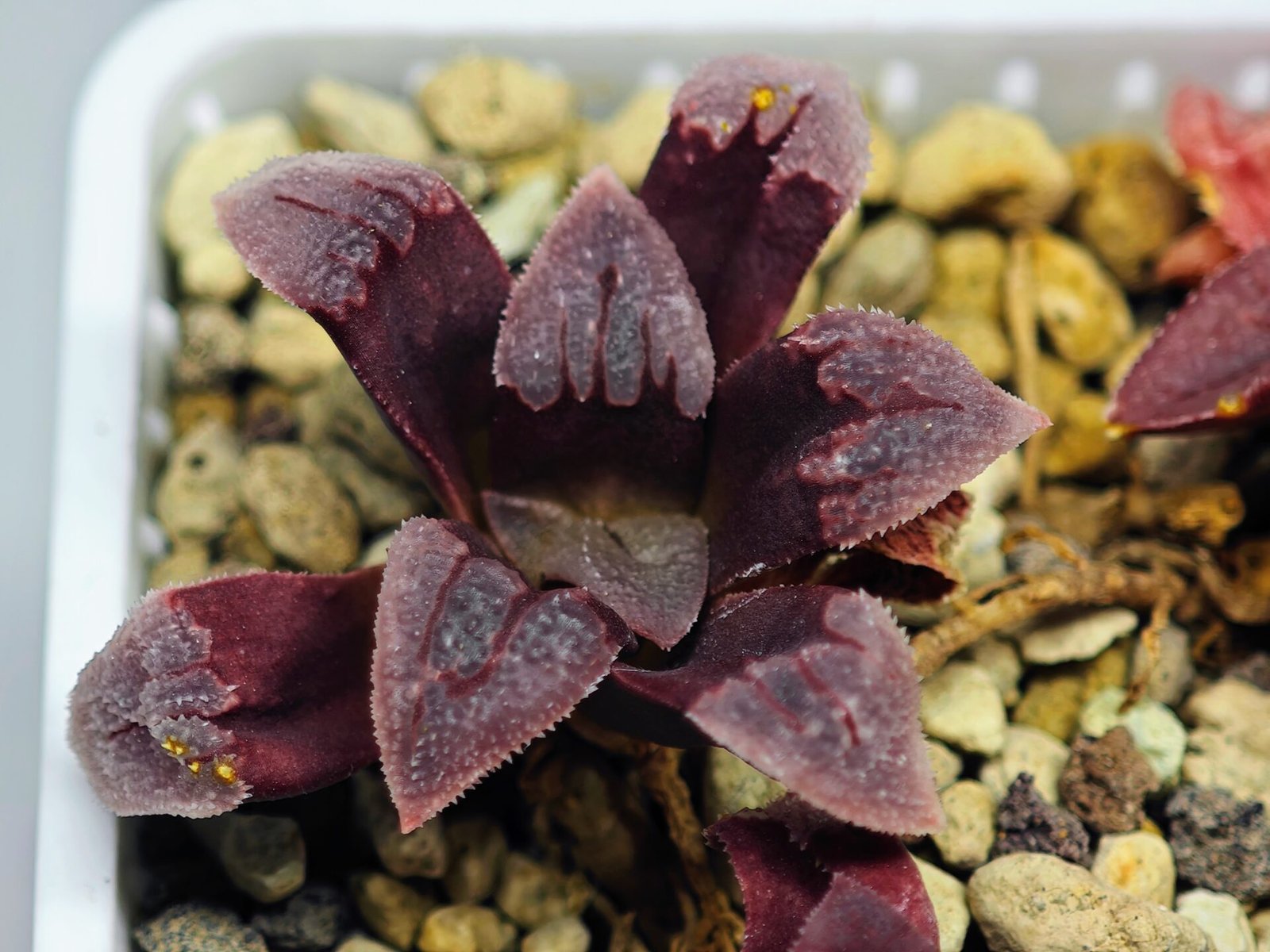 Haworthia Seedling S48 Pygmaea - 15