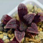 Haworthia Seedling S48 Pygmaea - 16