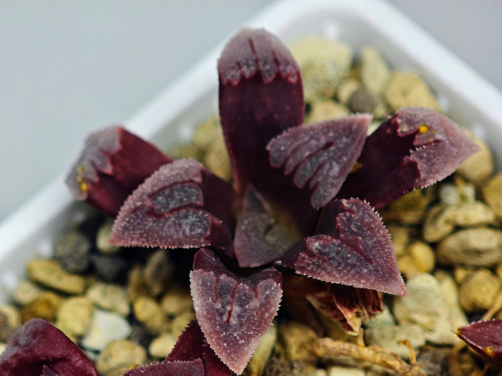 Haworthia Seedling S48 Pygmaea - 16