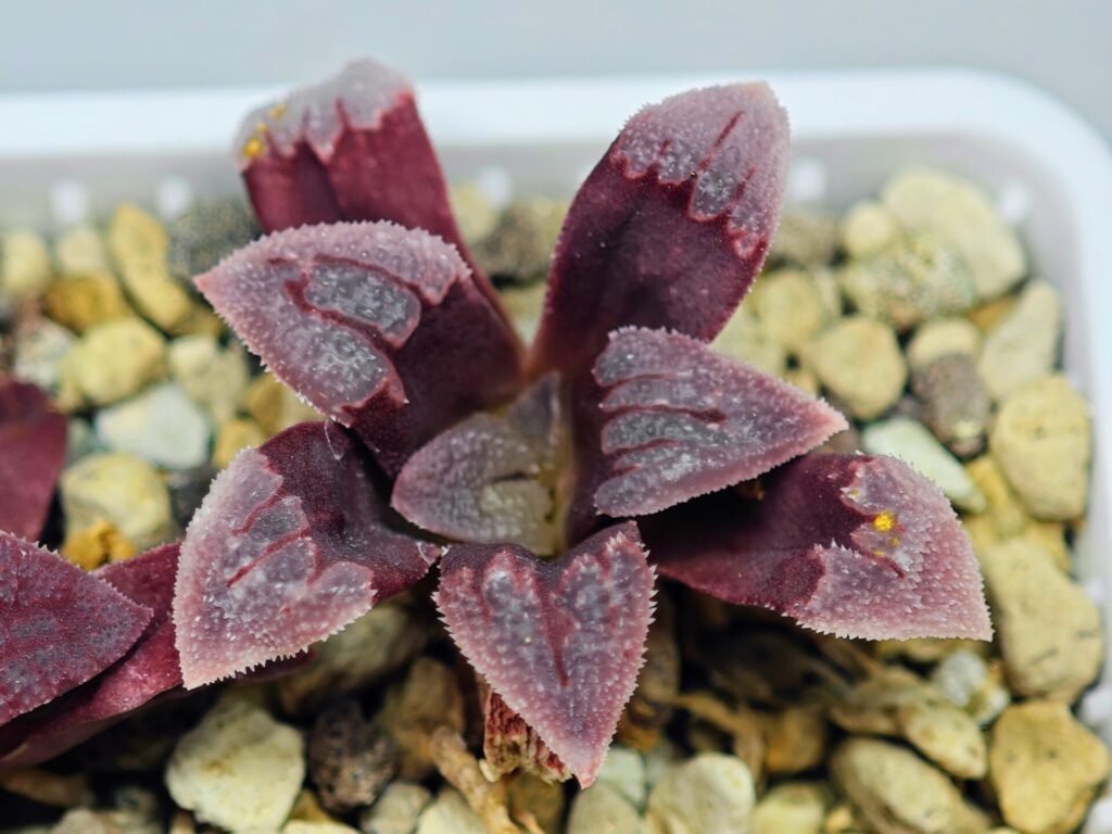 Haworthia Seedling S48 Pygmaea - 17