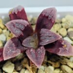 Haworthia Seedling S48 Pygmaea - 17