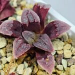 Haworthia Seedling S48 Pygmaea - 18
