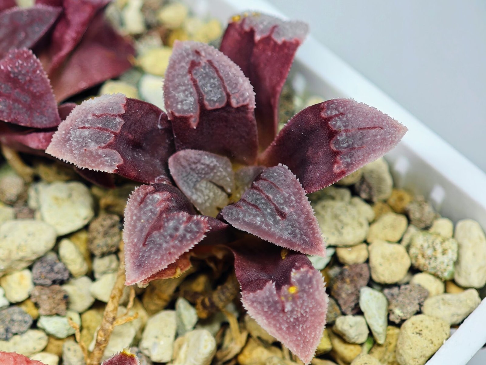 Haworthia Seedling S48 Pygmaea - 18