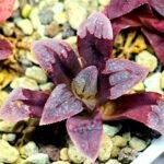 Haworthia Seedling S48 Pygmaea - 9