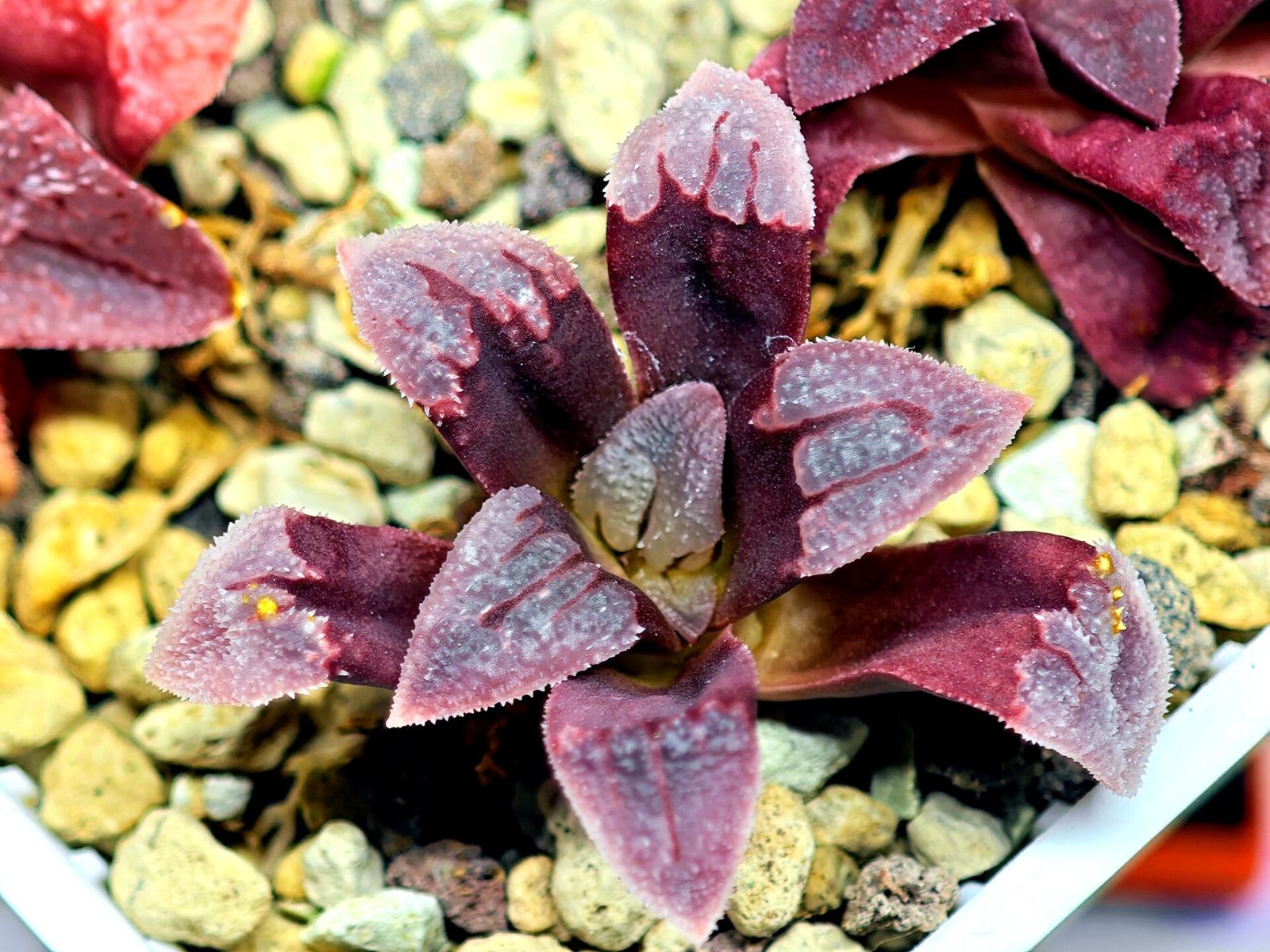 Haworthia Seedling S48 Pygmaea - 9