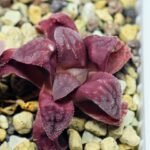 Haworthia Seedling S49 Pygmaea - 9