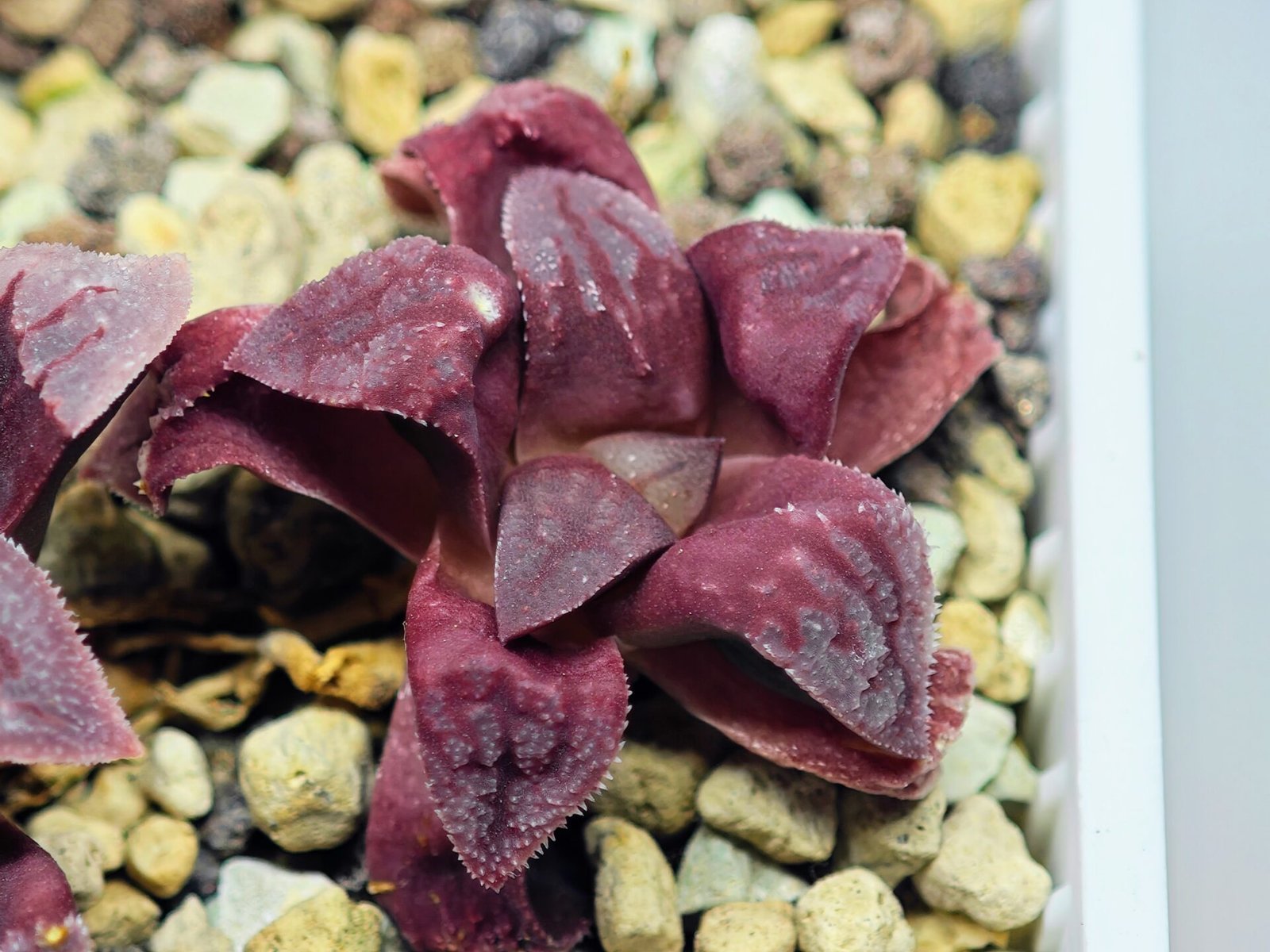 Haworthia Seedling S49 Pygmaea - 9