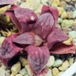 Haworthia Seedling S49 Pygmaea - 10