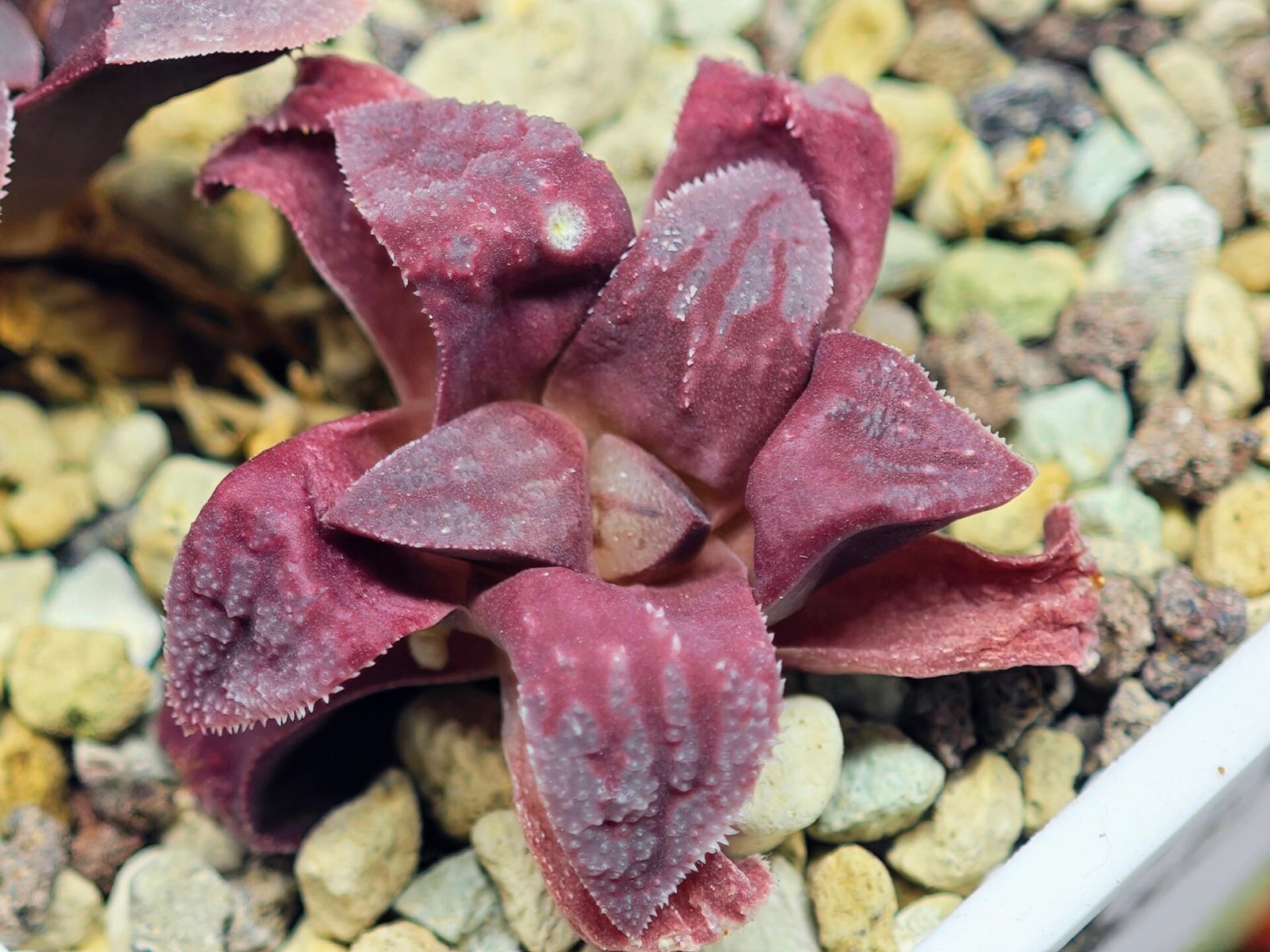 Haworthia Seedling S49 Pygmaea - 10
