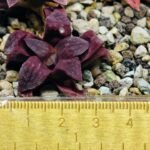 Haworthia Seedling S49 Pygmaea - 11
