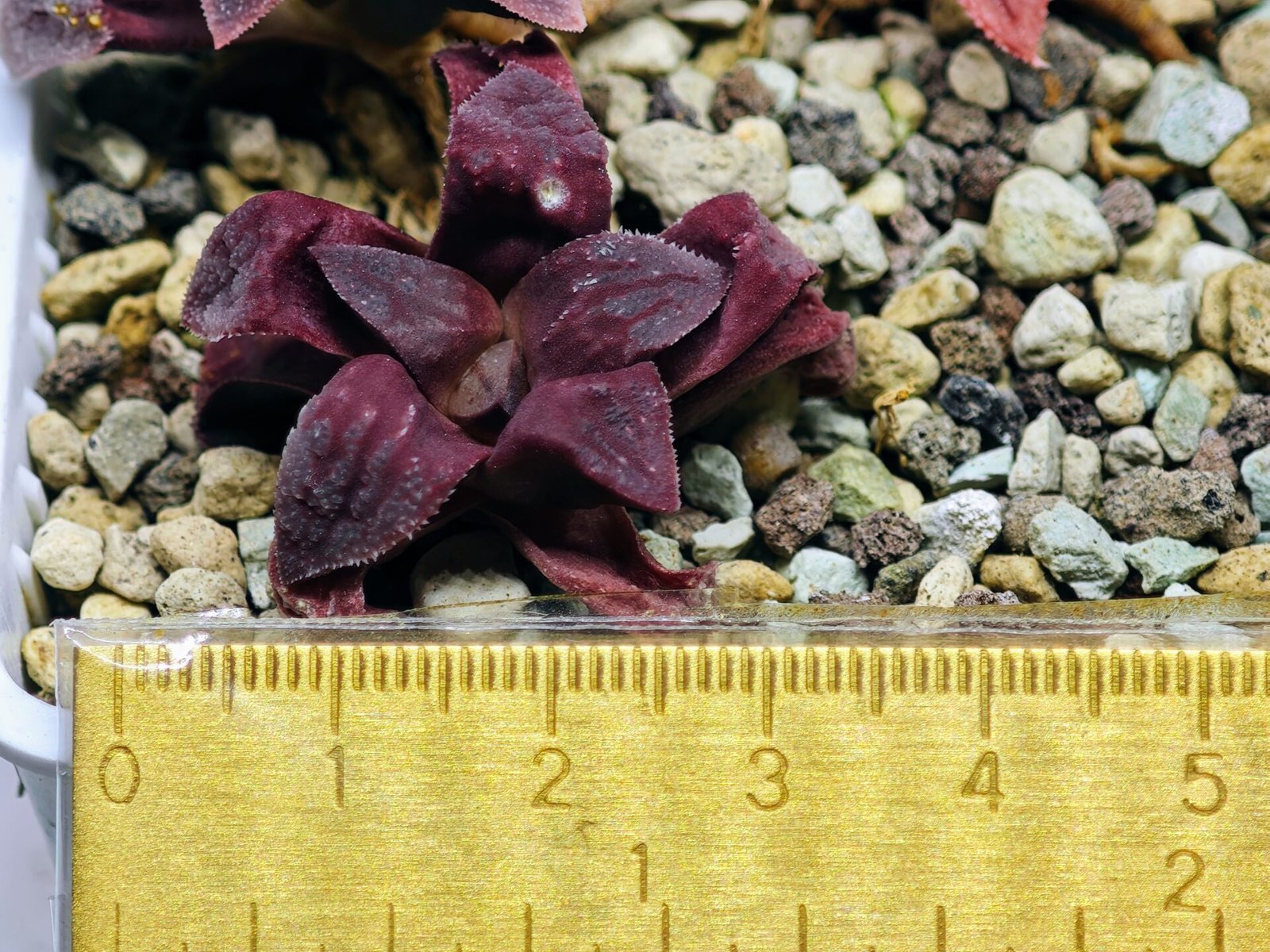 Haworthia Seedling S49 Pygmaea - 11