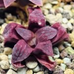 Haworthia Seedling S49 Pygmaea - 12