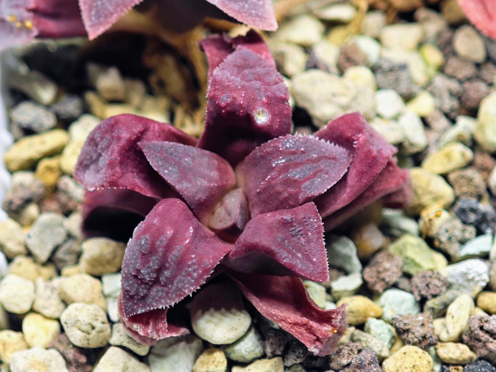 Haworthia Seedling S49 Pygmaea - 12