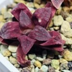 Haworthia Seedling S49 Pygmaea - 13